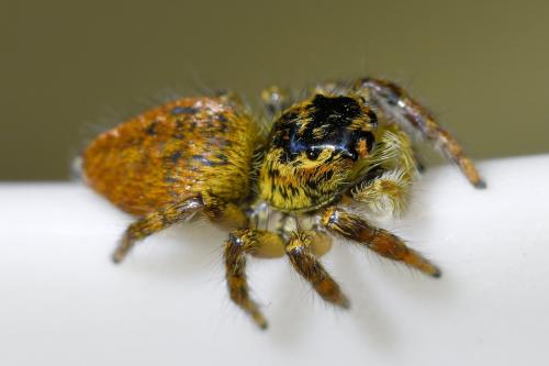 Réf. 333 703 : Carrhotus xanthogramma